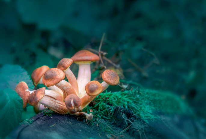 Next-generation psychedelics: should new agents skip the trip?