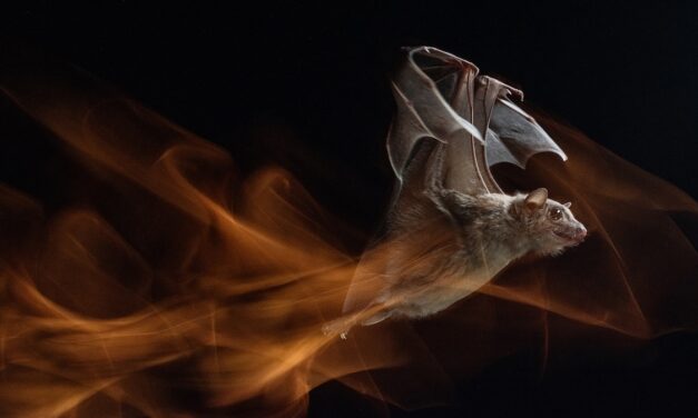 Bats have disease-defying superpowers. What if we could copy them?