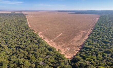 10 Terrible Crimes That Are Destroying the Amazon