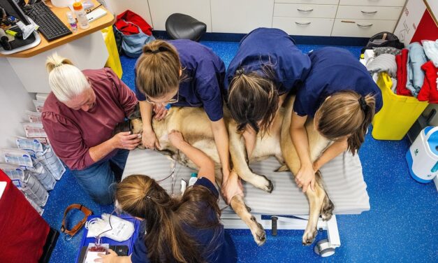 Inside the life-saving world of canine blood donors