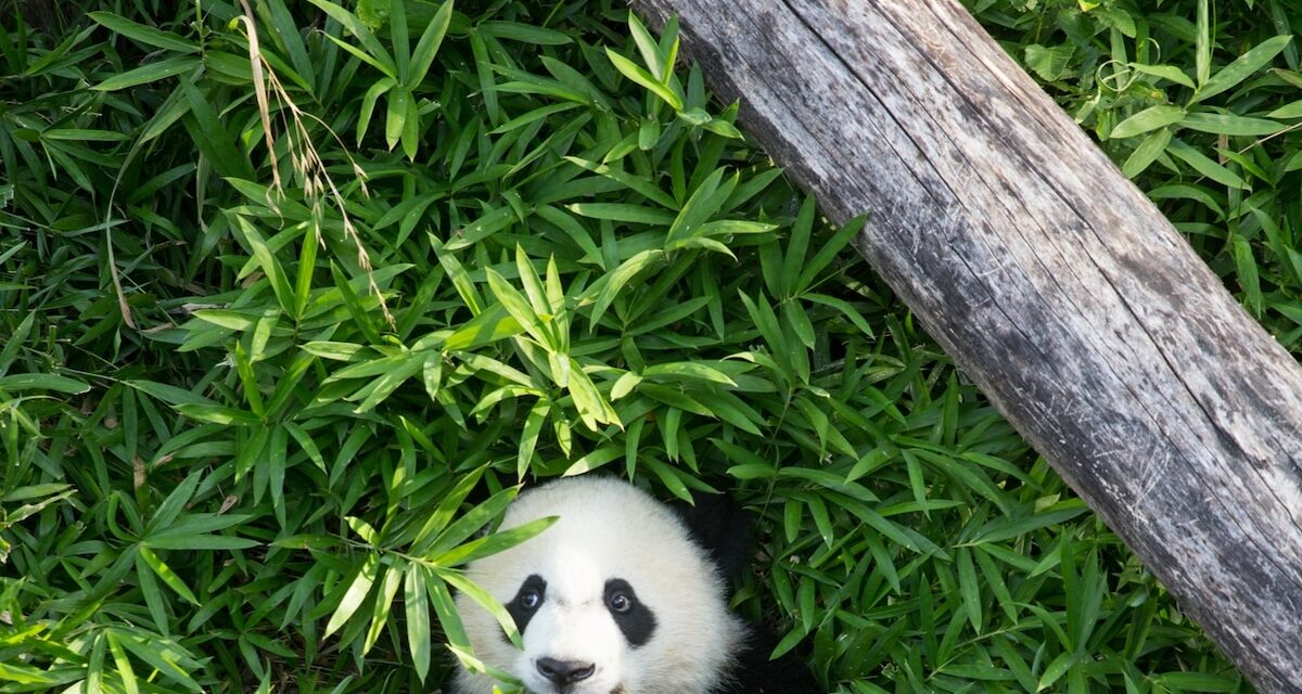 The U.S. history of ‘panda diplomacy’ and challenges of rewilding the species
