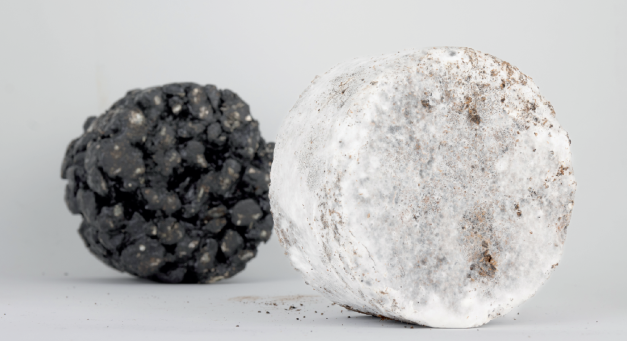 Mushroom makes tasty eco-asphalt