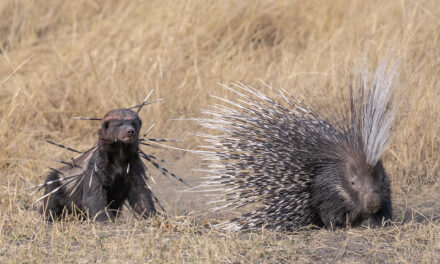 The Wildlife Photographer of the Year People’s Choice winners capture nature at its fiercest