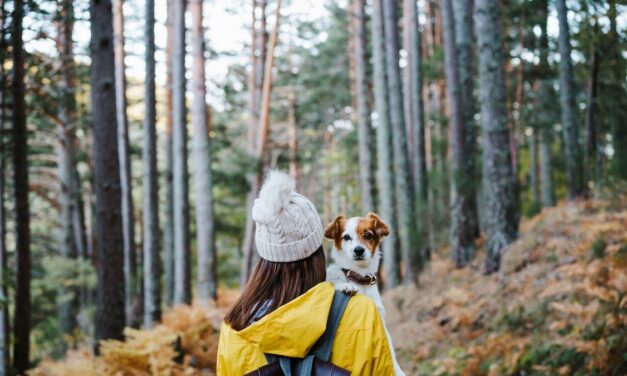 The best pet travel accessories for dogs and cats