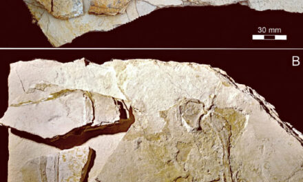 New Specimen of Archaeopteryx Unearthed in Germany