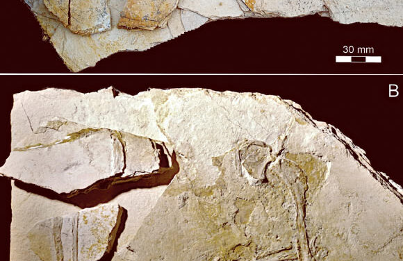 New Specimen of Archaeopteryx Unearthed in Germany