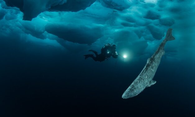 Greenland sharks can live for centuries. We’re finally learning their genetic tricks.