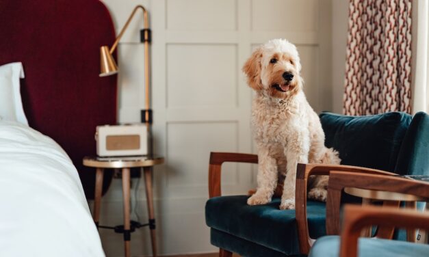 Everything you need to know about travelling with your dog, cat or other pets
