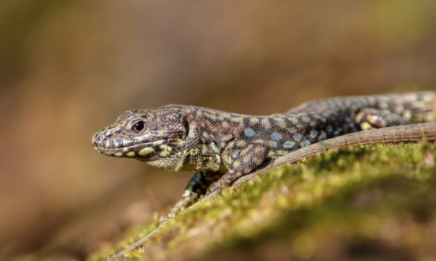 10 lizards were smuggled into Cincinnati in a sock. Now there are tens of thousands.