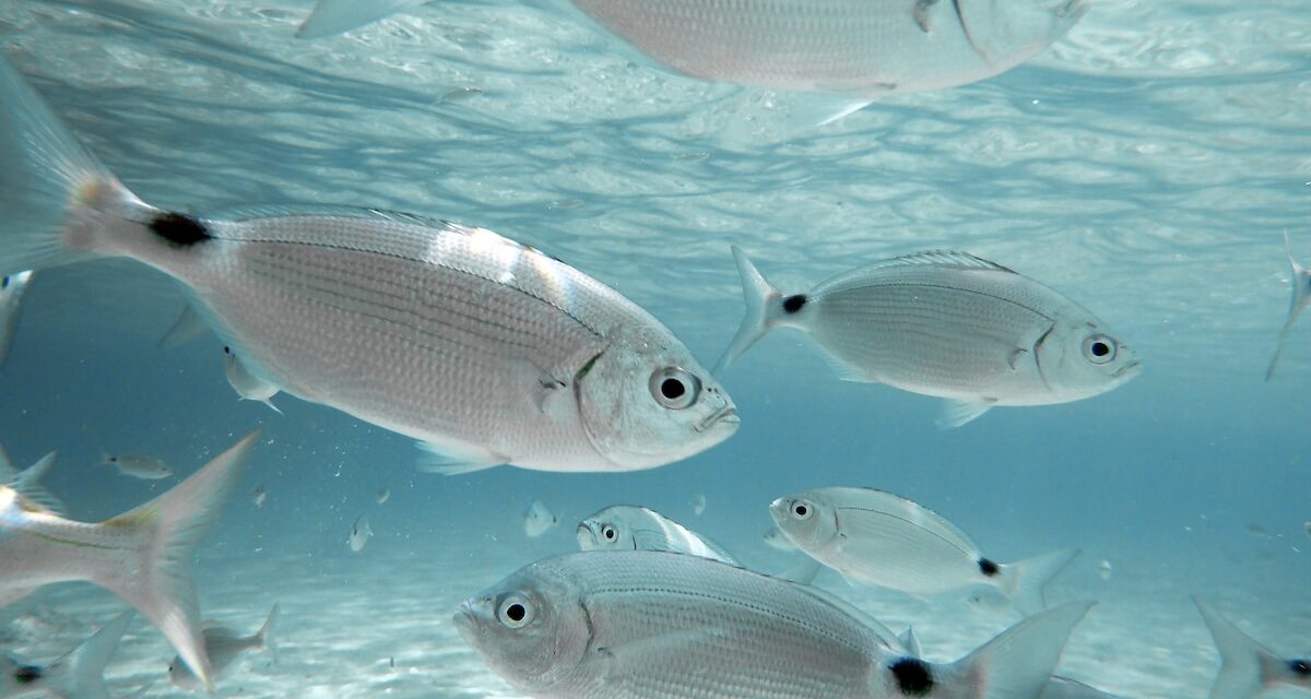 These fish can spot their favorite divers (the ones with snacks)—here’s how