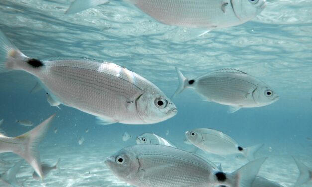 These fish can spot their favorite divers (the ones with snacks)—here’s how