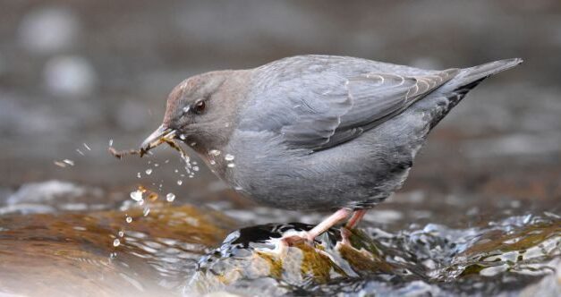 10 Amazing Indicator Species That Reveal Environmental Truths