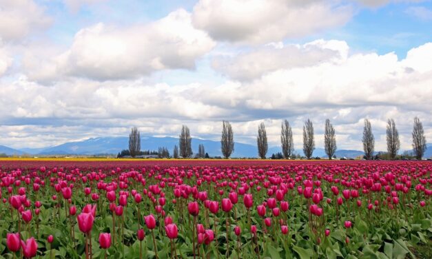 8 of the most spectacular places in the U.S. to see spring flowers in bloom