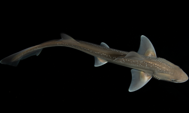 Scientists thought sharks didn’t make sounds — until this accidental discovery
