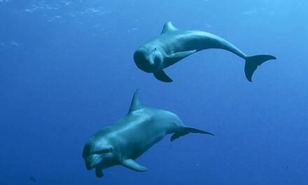 Ten Animal Bodily Fluids and Their Extraordinary Uses