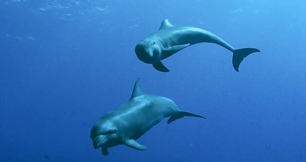Ten Animal Bodily Fluids and Their Extraordinary Uses