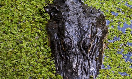 Why Florida’s greatest family attractions are in the wild