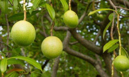 The poison fruit from ‘The White Lotus’ is real—and it attacks the heart