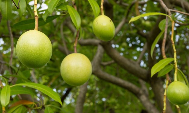 The poison fruit from ‘The White Lotus’ is real—and it attacks the heart