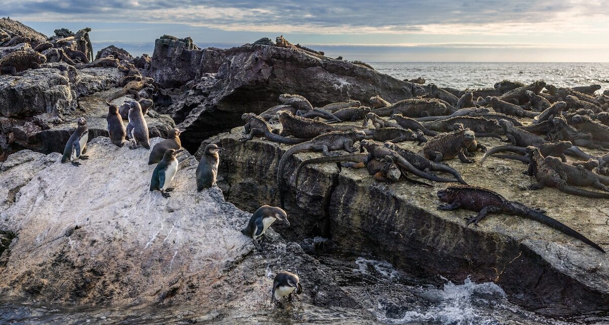 The world’s rarest penguins don’t avoid heat—they embrace it