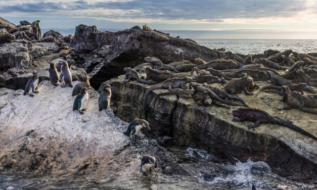 The world’s rarest penguins don’t avoid heat—they embrace it