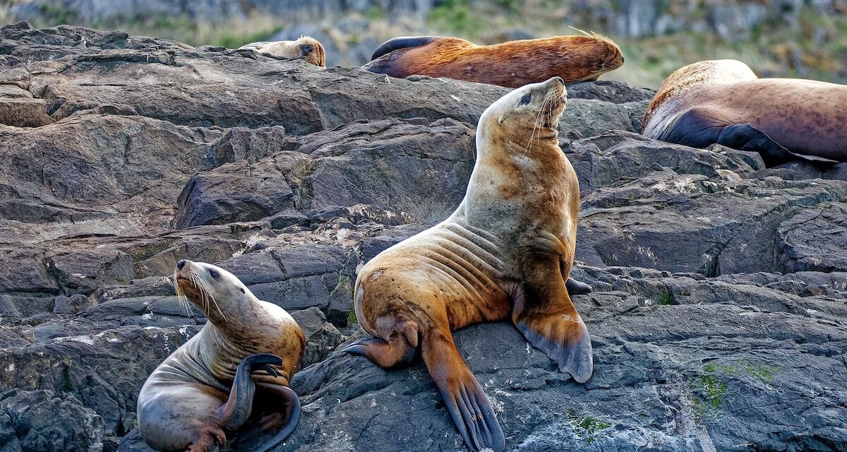 Why now’s the time to visit Canada’s Campbell River, the ‘Salmon Capital of the World’