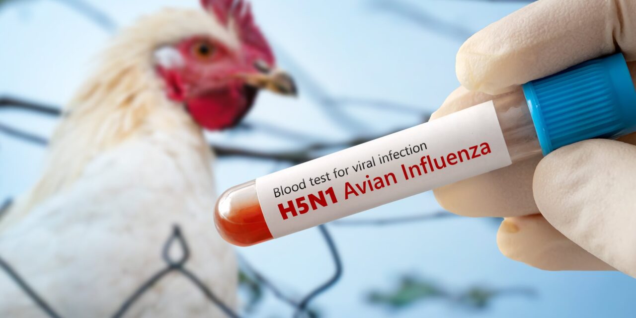Is the world heading towards a bird flu pandemic?