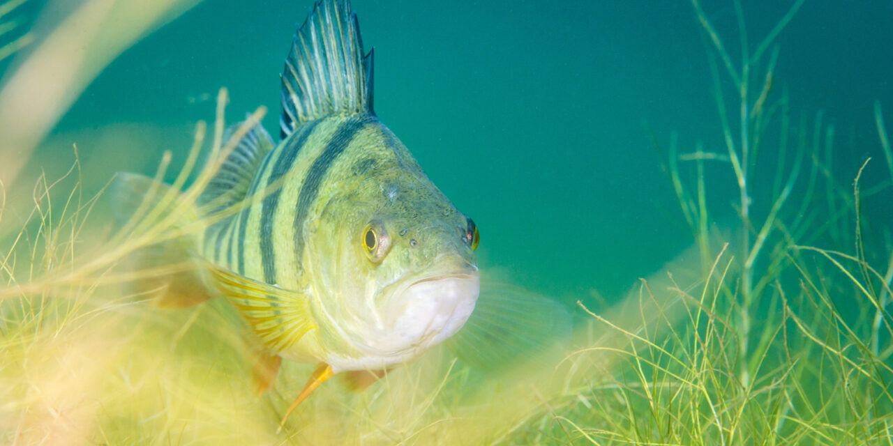 The Fish Doorbell Isn’t a Joke … Seriously