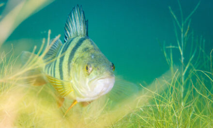 The Fish Doorbell Isn’t a Joke … Seriously