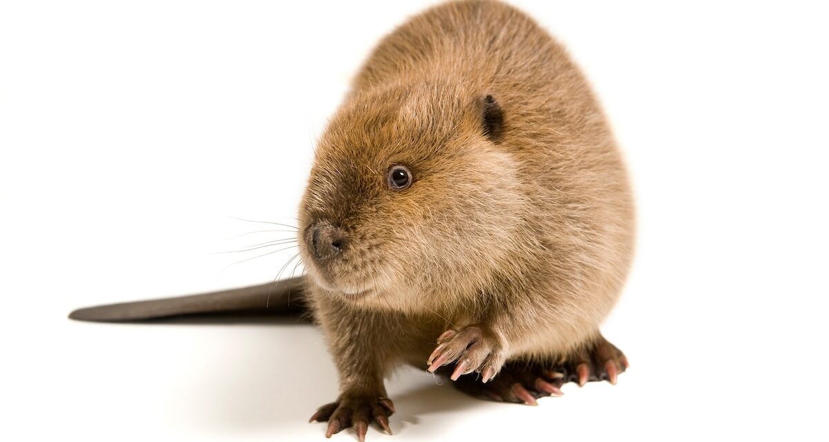 Where does vanilla flavoring come from? Probably not beavers.