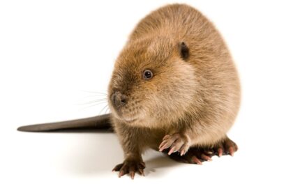 Where does vanilla flavoring come from? Probably not beavers.