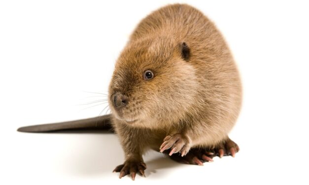 Where does vanilla flavoring come from? Probably not beavers.