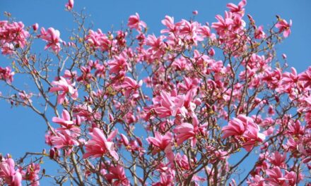 Is Today the First Day of Spring? The 2025 Equinox