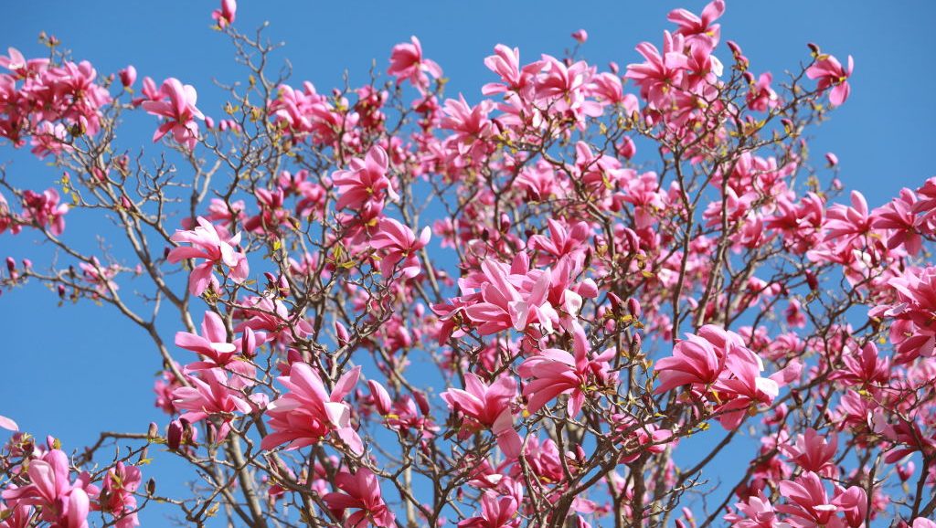 Is Today the First Day of Spring? The 2025 Equinox