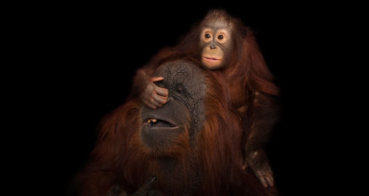 Want to see baby animals cuddling with their moms? We’ve got you covered.