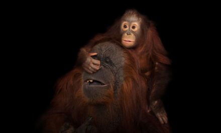 Want to see baby animals cuddling with their moms? We’ve got you covered.