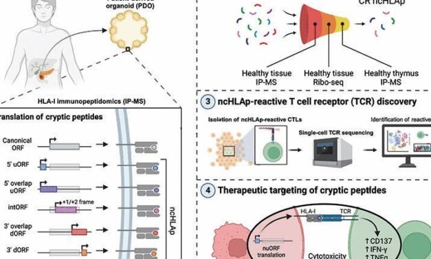 Pancreatic cancer–restricted cryptic antigens are targets for T cell recognition | Science