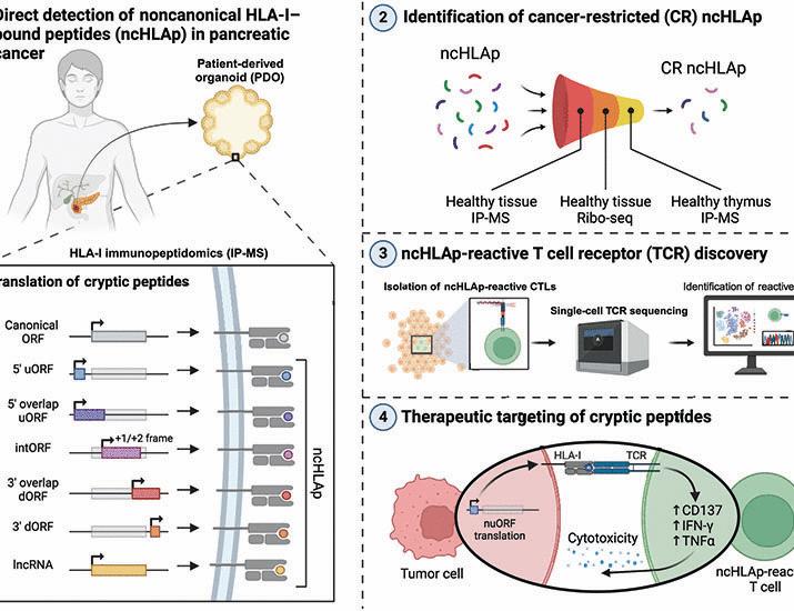 Pancreatic cancer–restricted cryptic antigens are targets for T cell recognition | Science