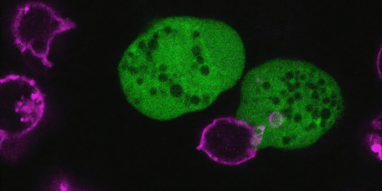 This parasite rips apart human cells and wears them as disguises