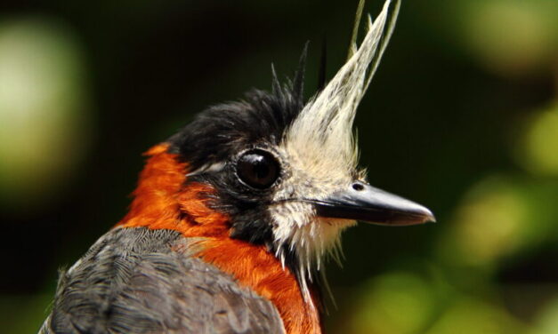 Even in intact Amazon forests, climate change affects bird populations: Study