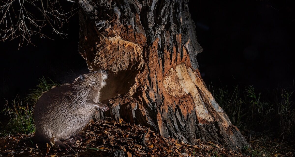 Could beavers be the secret to winning the fight against wildfires?