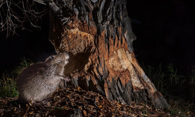 Could beavers be the secret to winning the fight against wildfires?