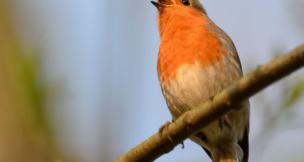 Listening to birds sing really does soothe your brain. Here’s why.
