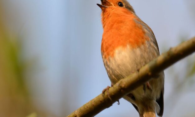 Listening to birds sing really does soothe your brain. Here’s why.
