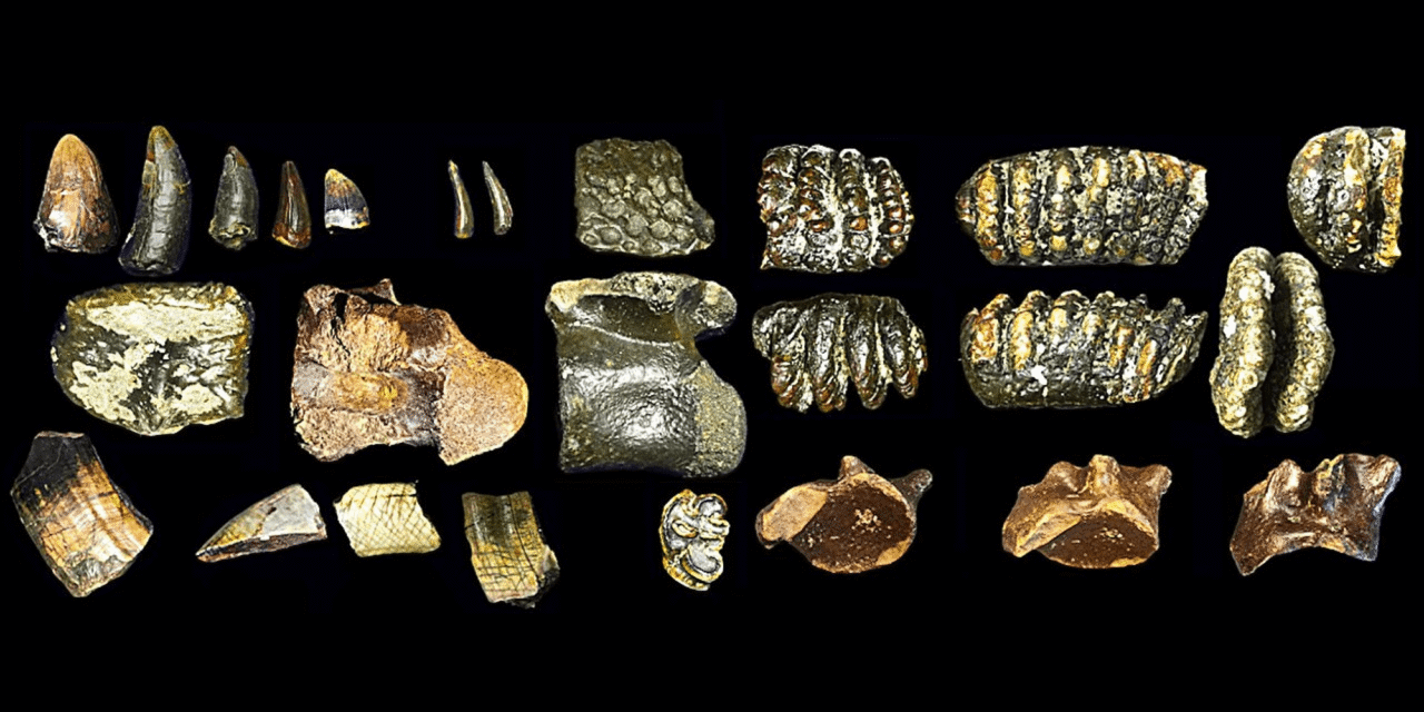 These human ancestors weren’t as lonely as experts thought
