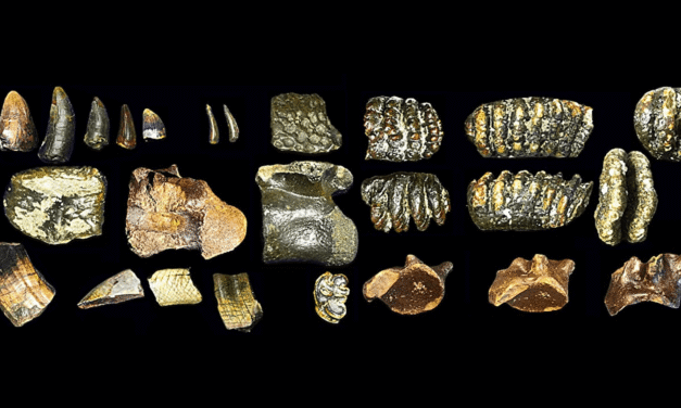 These human ancestors weren’t as lonely as experts thought