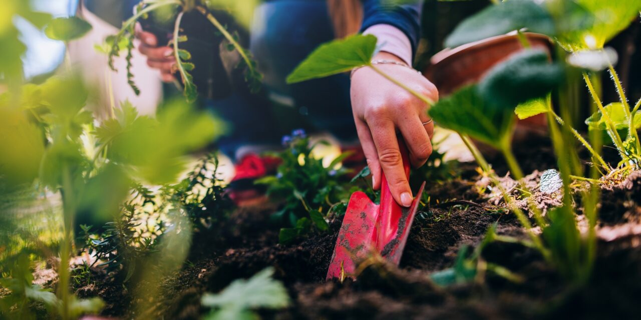 Embrace the fun of growing culinary plants in unexpected places