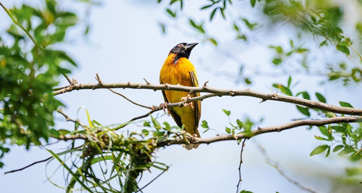 Why now’s the time to visit underrated Sierra Leone