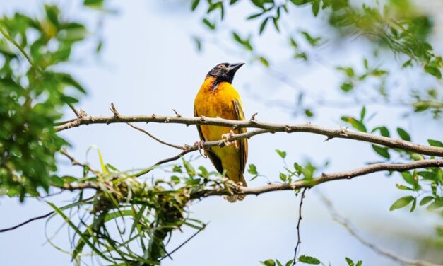Why now’s the time to visit underrated Sierra Leone