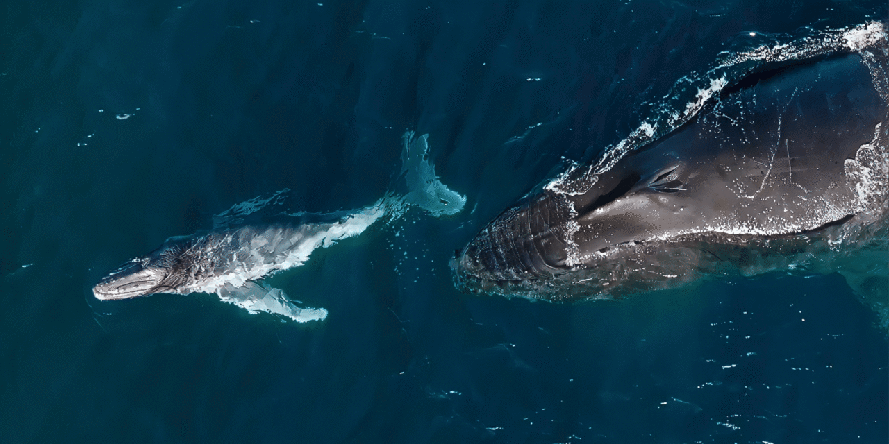 Humpback whales can give birth while migrating thousands of miles